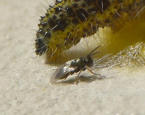 Réf. 220 311 : Pteromalini inconnu